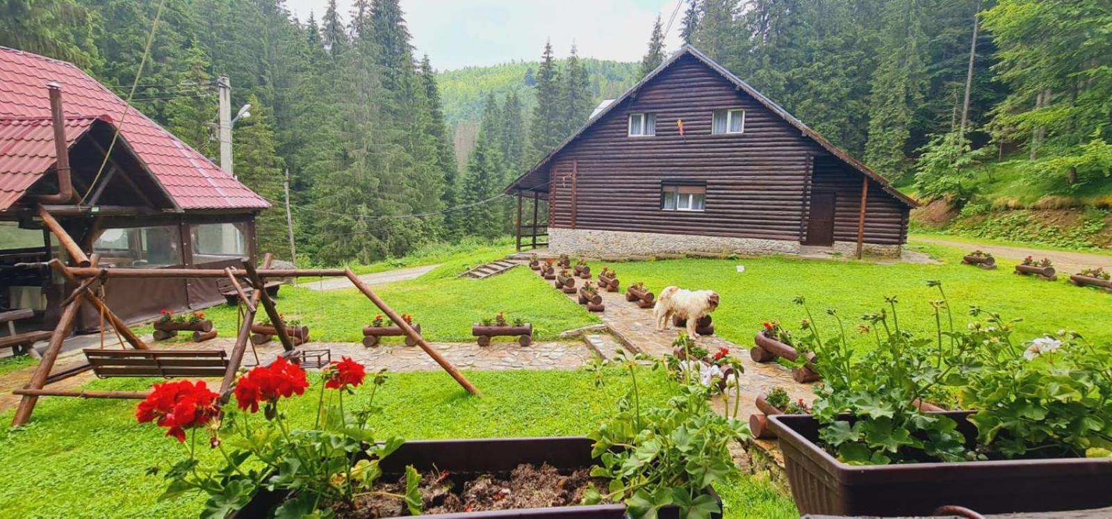 Cabana Patru Brazi Stana de Vale Exteriör bild